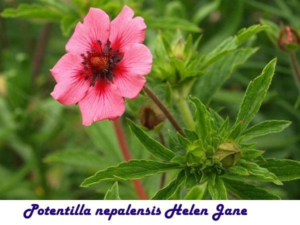 Potentilla nepalensis Helen Jane