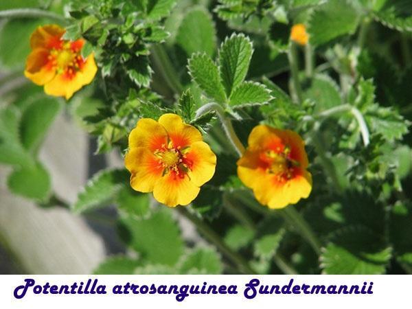 Potentilla atrosanguinea Sundermannii