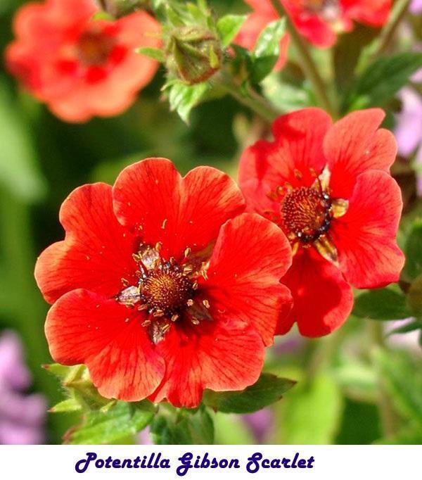 Potentilla Gibson Scarlet