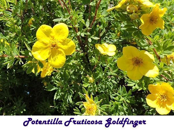 Potentille Fruticosa Goldfinger