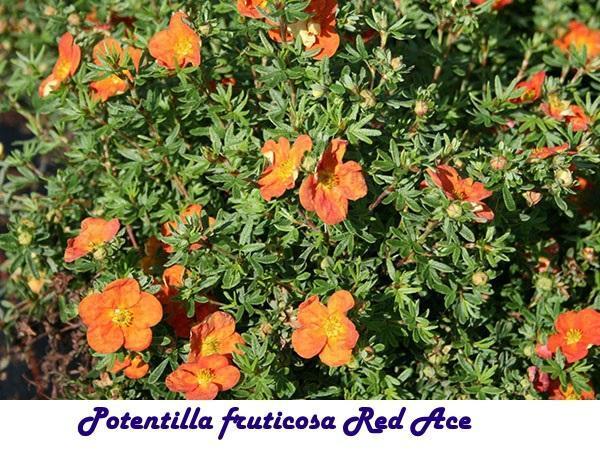 Potentilla fruticosa As Rouge