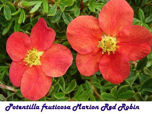 Potentilla fruticosa Marion Red Robin