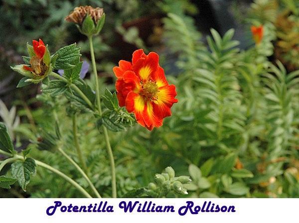 Potentille william rollison