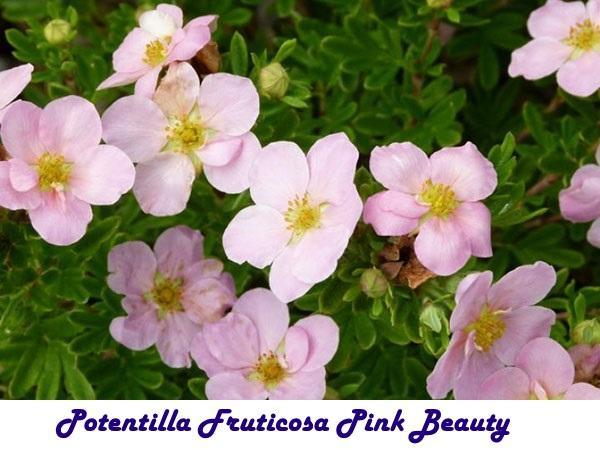 Potentilla Fruticosa Rose Beauté