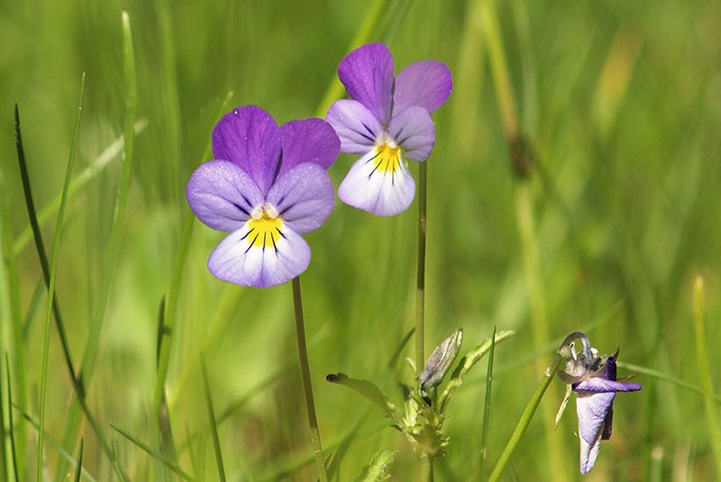 propiedades útiles de las violetas tricolores