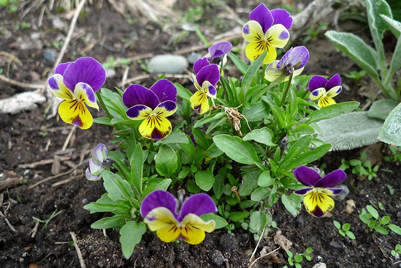 tricolor violeta