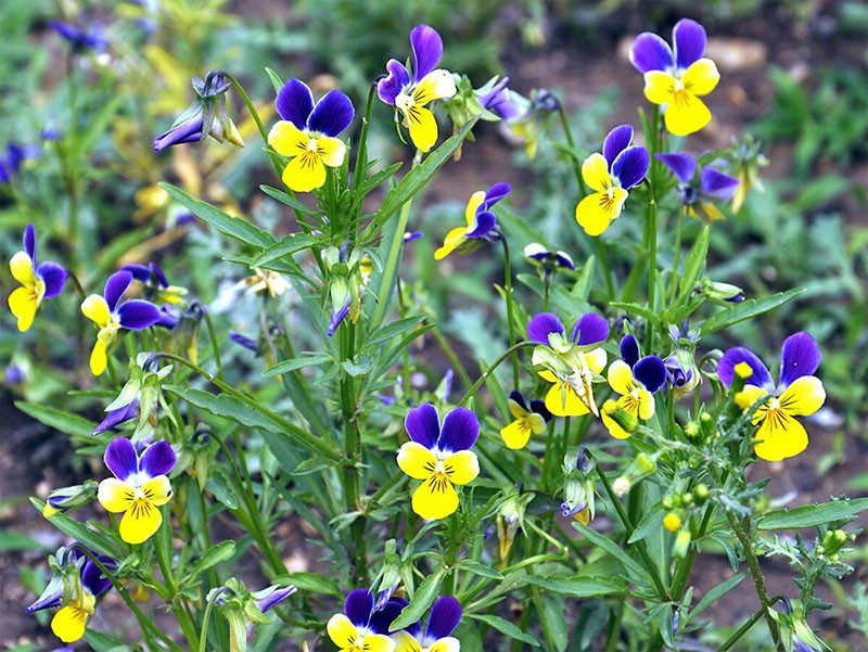 Propiedades medicinales del violeta tricolor y contraindicaciones.