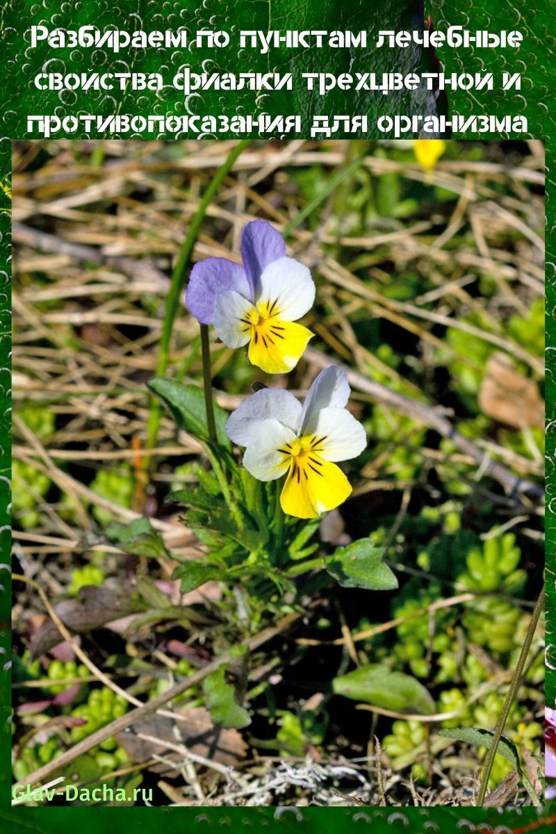 Propiedades medicinales del violeta tricolor y contraindicaciones.