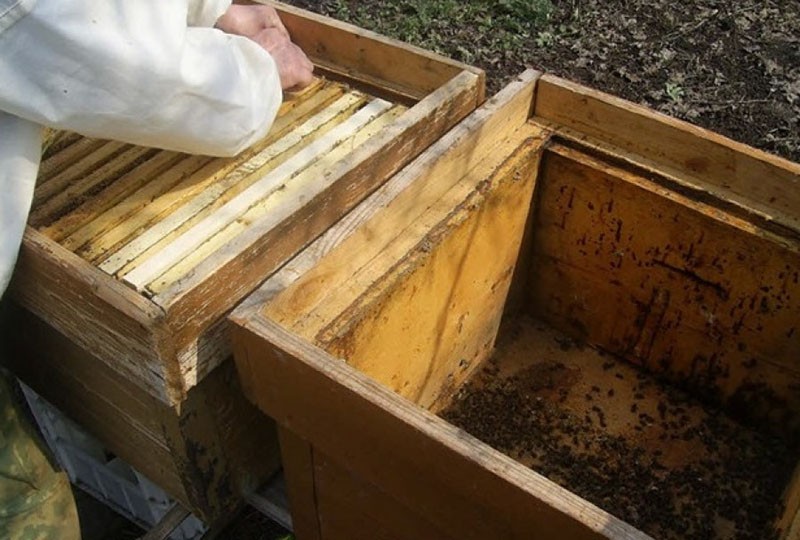 installation de paquets d'abeilles dans les ruches