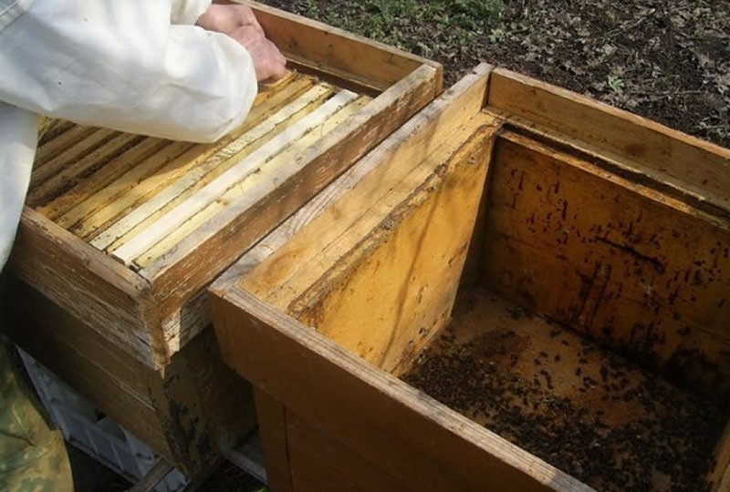 instalación de paquetes de abejas en colmenas