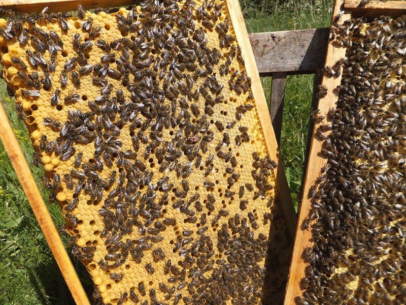 familia de abejas