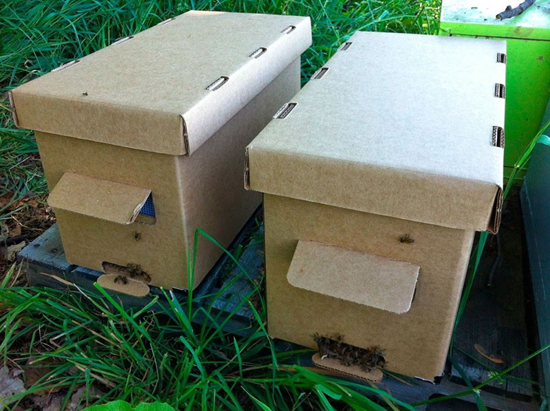 reglas para el transporte de paquetes de abejas