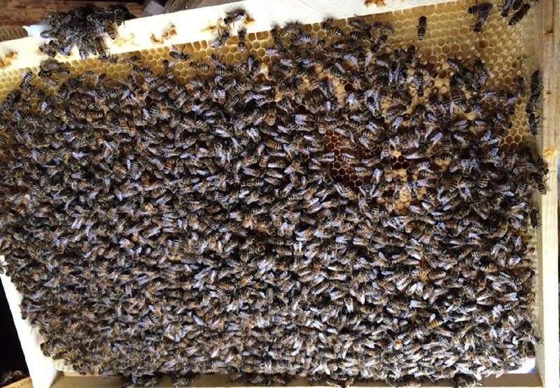 abejas tranquilas