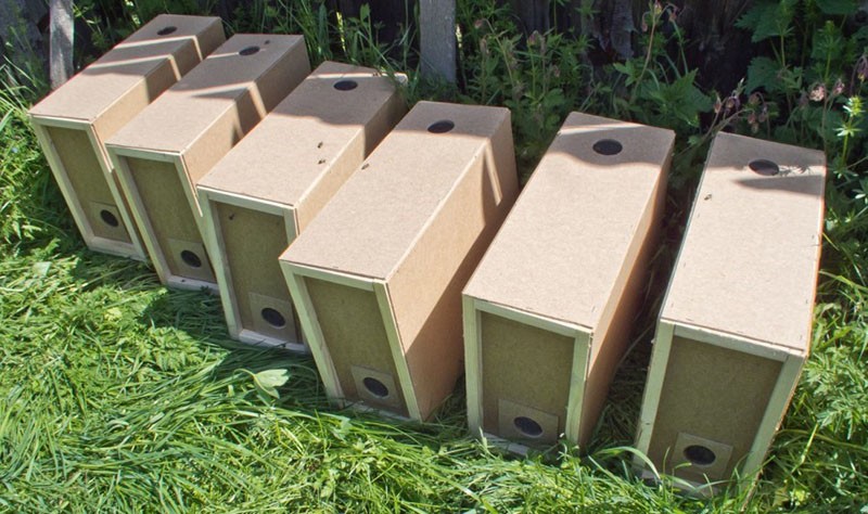 paquetes de abejas
