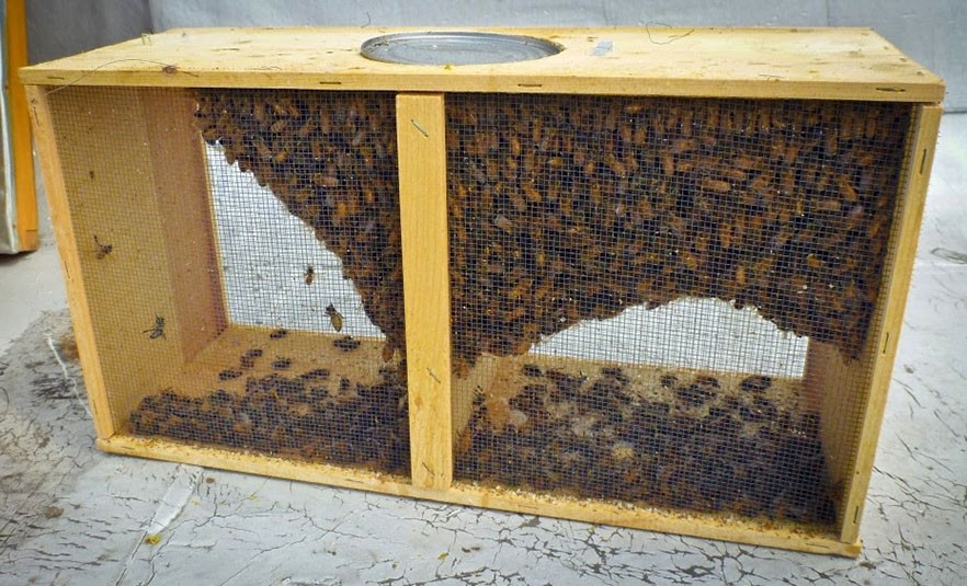 préparation d'un paquet d'abeilles
