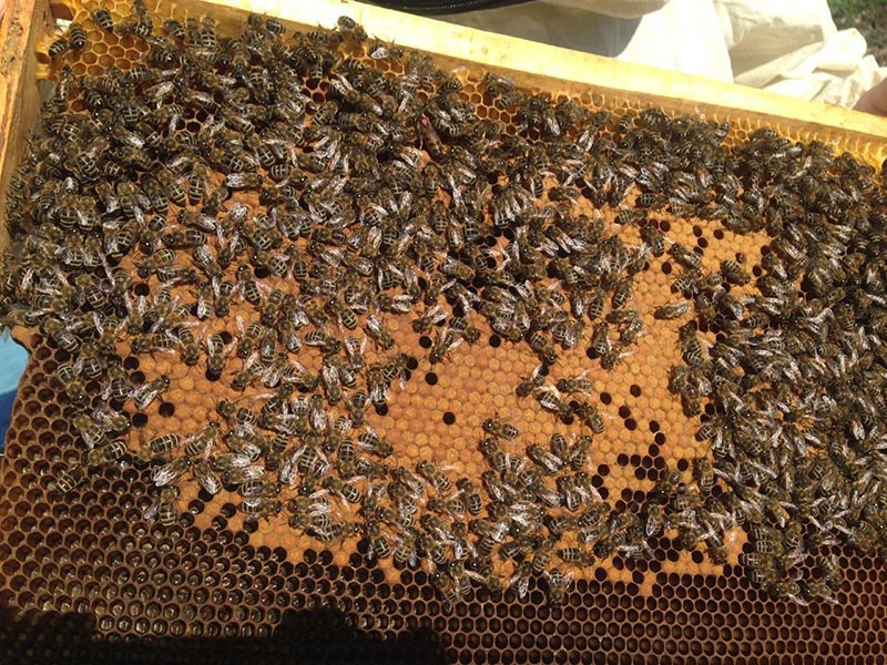 familia de abejas