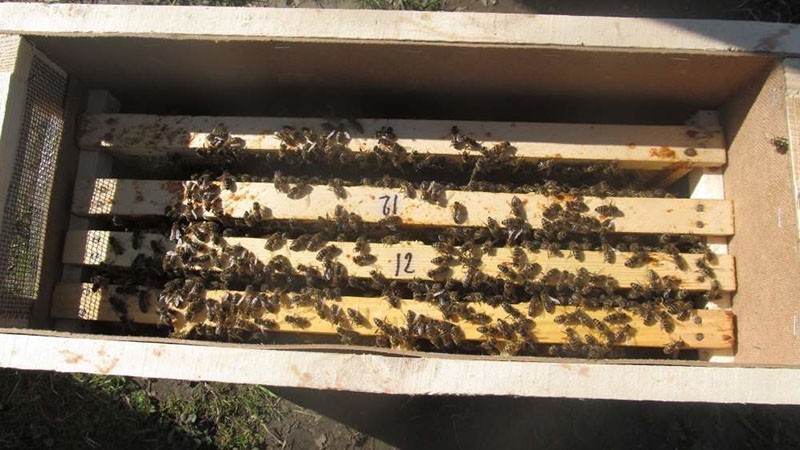 que es un paquete de abejas