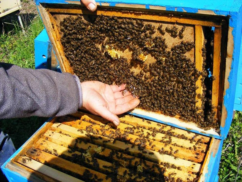 variétés de modèles d'emballages d'abeilles
