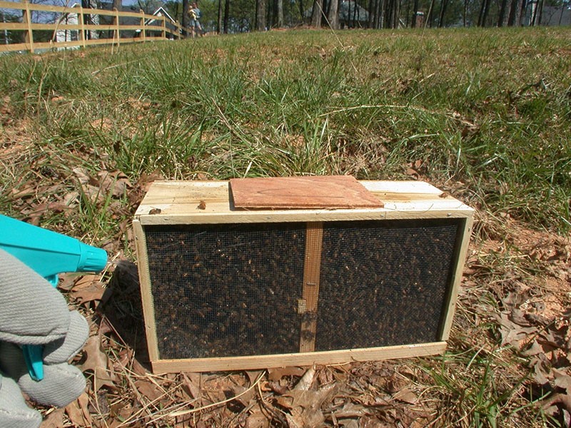 paquete de abejas sin marco
