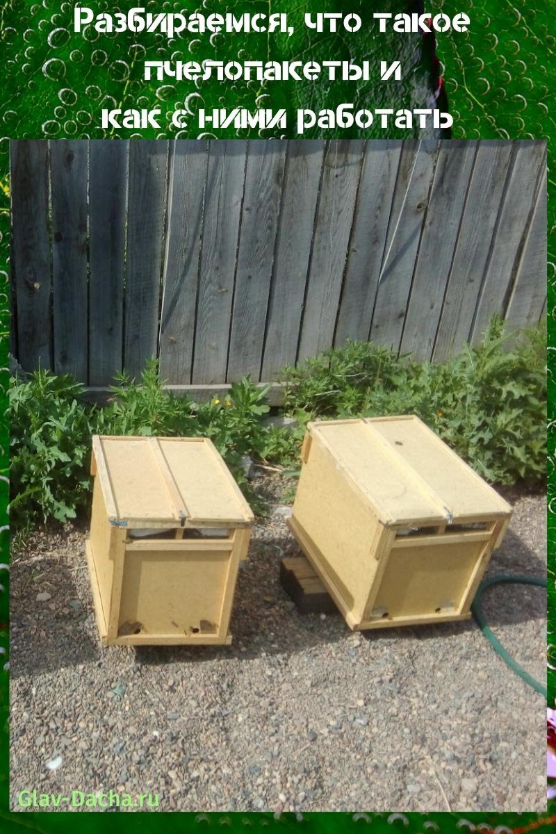 que son los paquetes de abejas