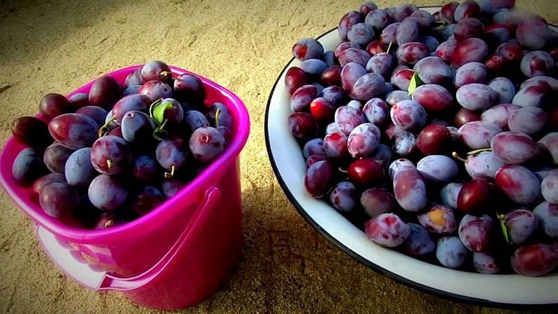 collection de prunes