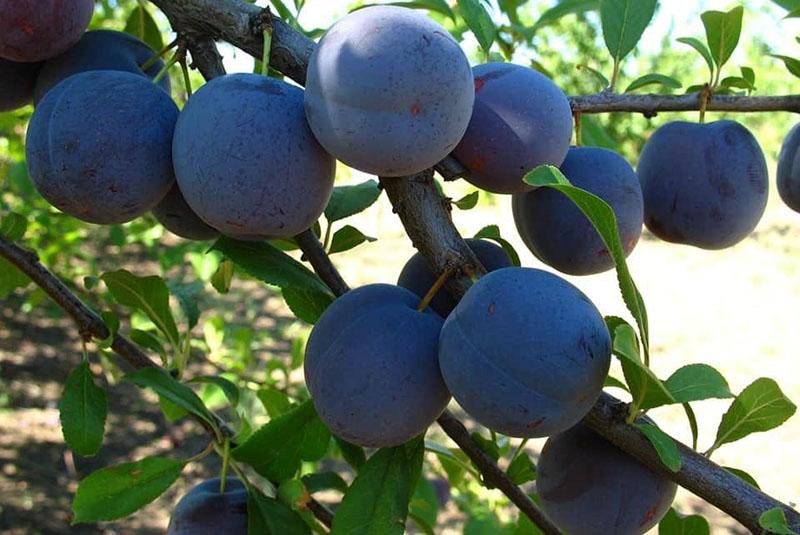 Variedades de ciruelas para cosechar para el invierno.