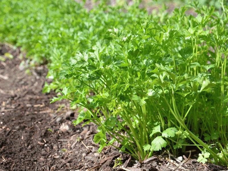 brotes de primavera de perejil