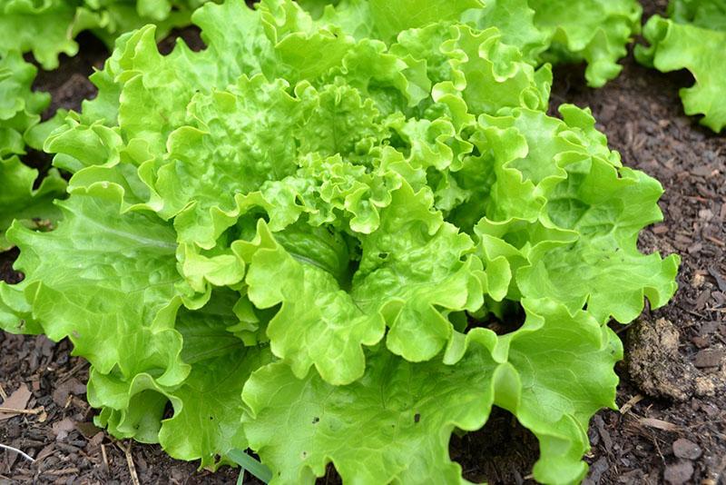 qué verduras se pueden plantar antes de la ensalada de invierno