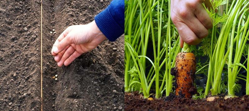semer les carottes avant l'hiver