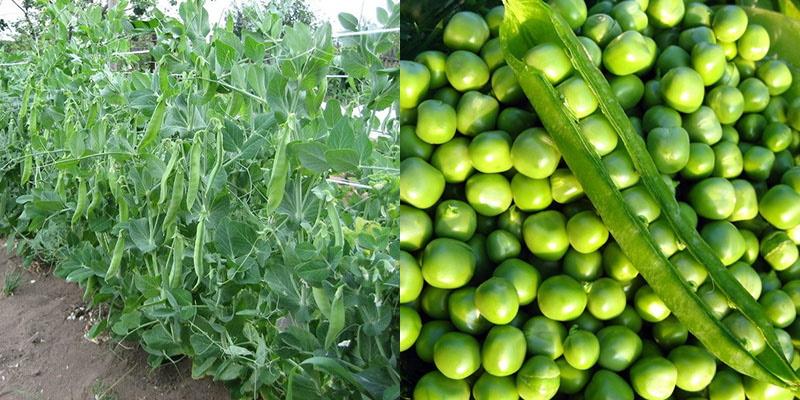 semer des pois avant l'hiver