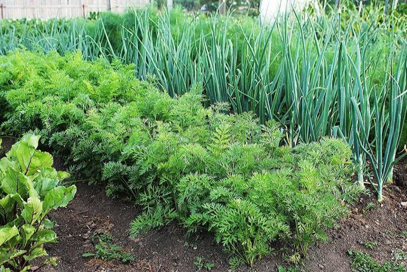 los beneficios de plantar verduras y hierbas en otoño