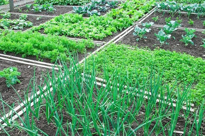 lechos de verduras a principios de primavera