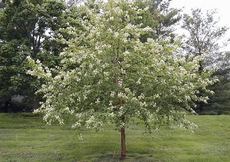 cereza de pájaro en su cabaña de verano