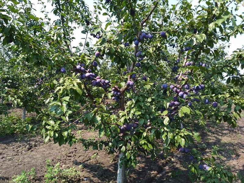 ciruela en el jardín