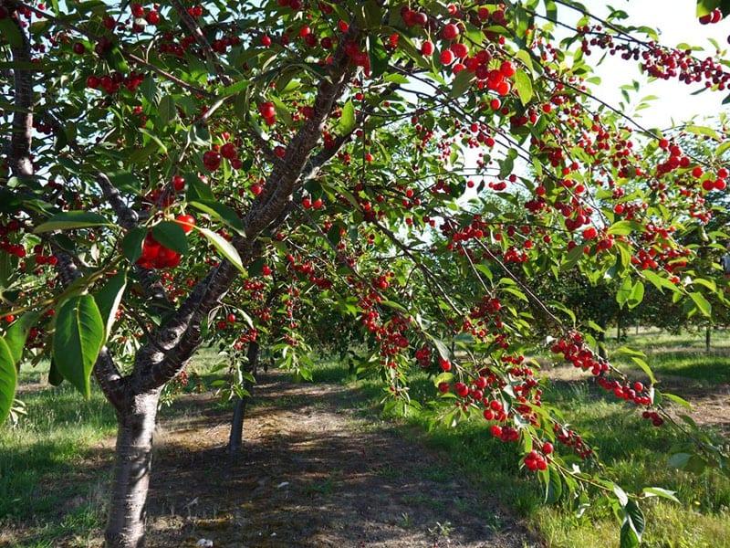 fruta de cereza