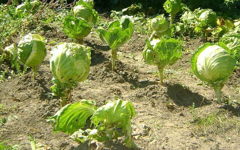 s'il est nécessaire d'enlever les feuilles inférieures du chou