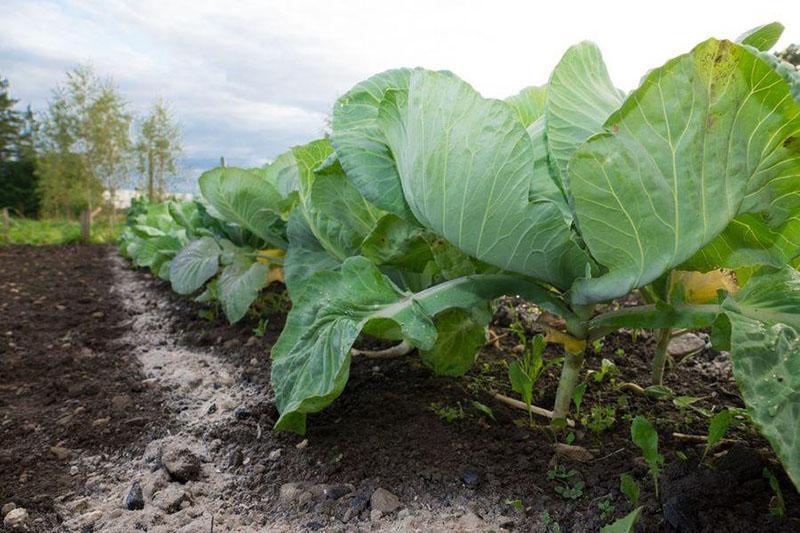 tratamiento de camas de plagas