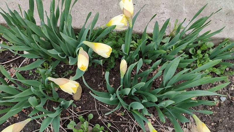 faible floraison en sol pauvre