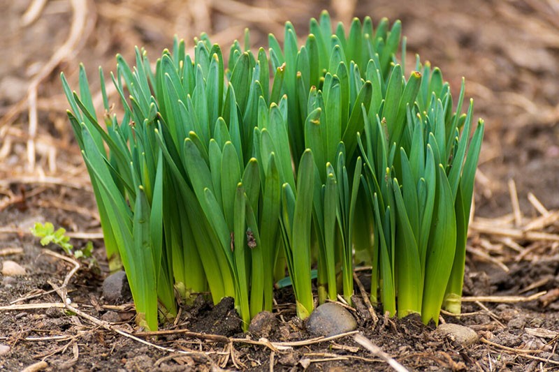 semis de jonquilles