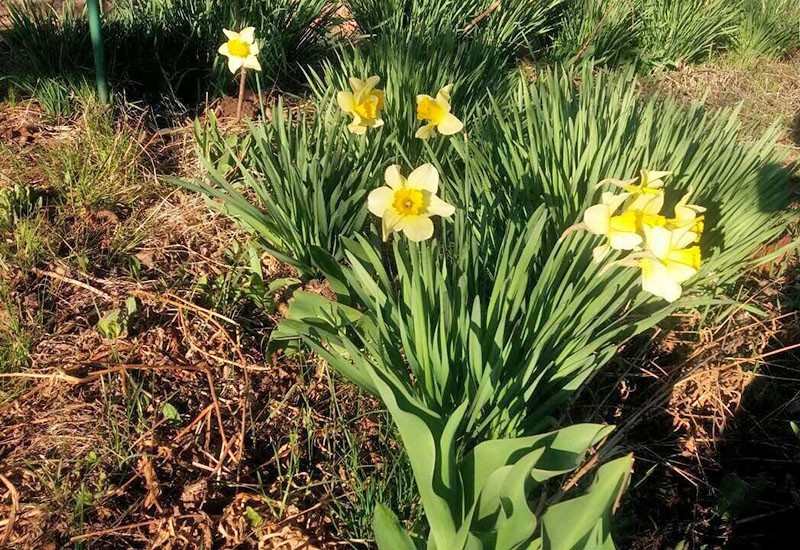 plantation dense de jonquilles