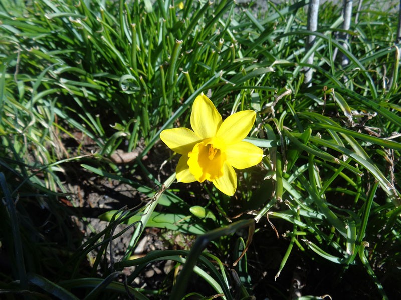 excès d'azote dans le sol