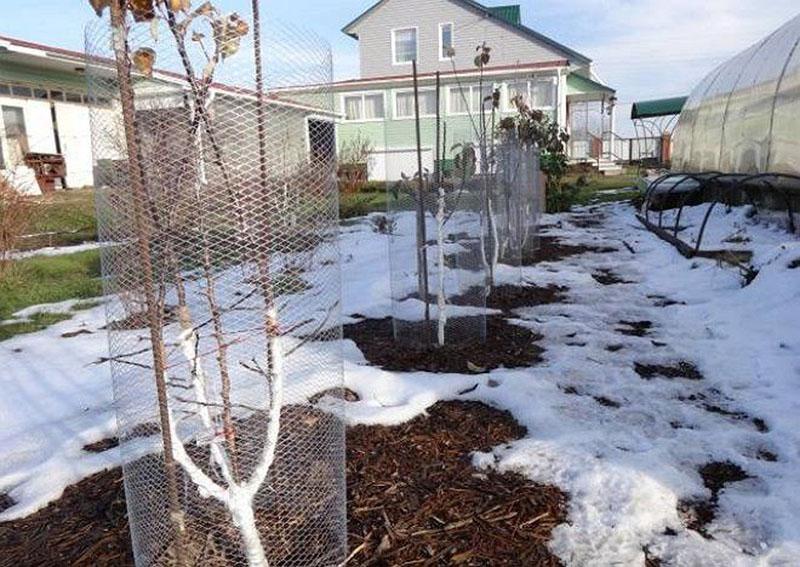 comment protéger les arbres des lièvres en hiver avec un filet