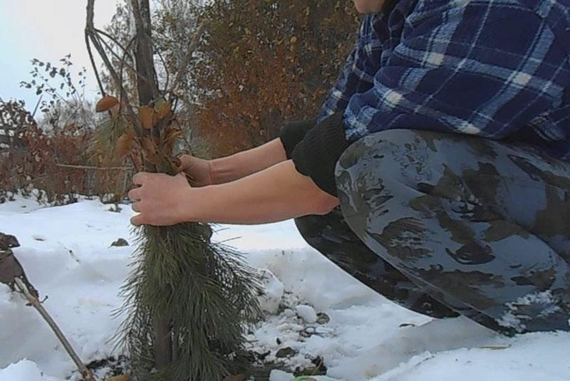 l'utilisation de branches d'épinette