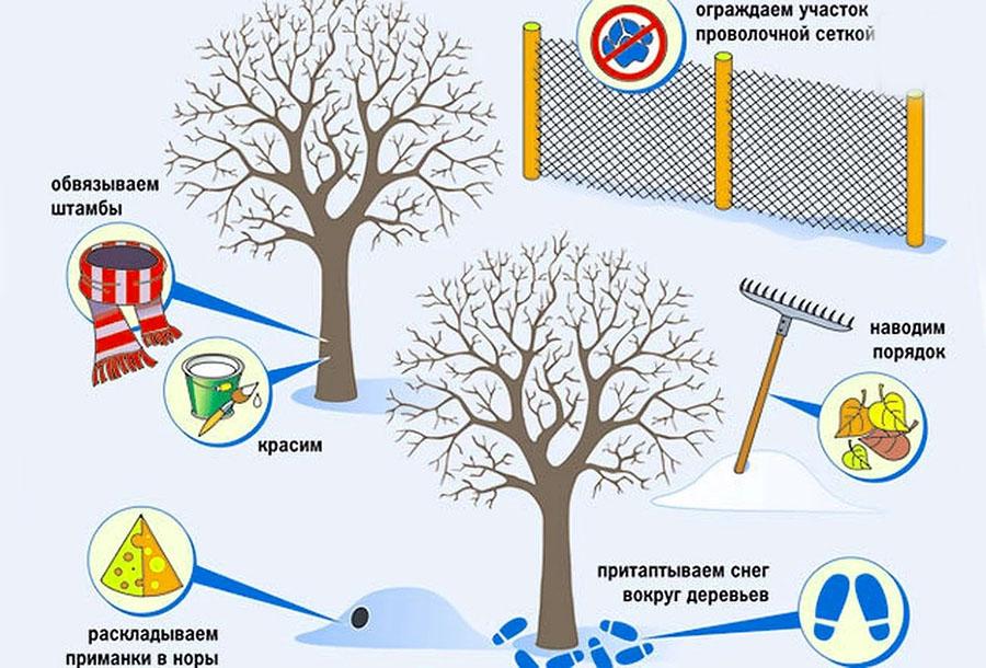 Comment protéger les arbres des lièvres en hiver