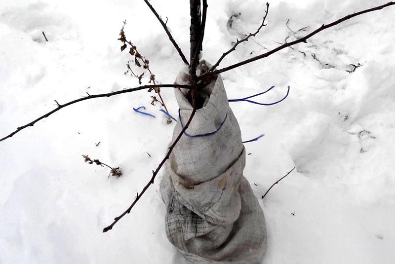 emballer un semis d'arbre