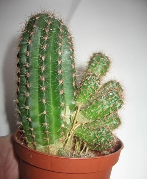 bebés cactus