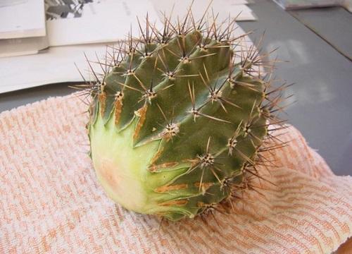 tallo de cactus