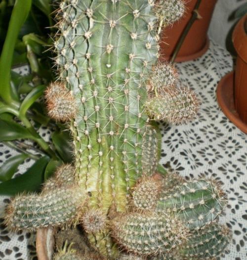 Cactus