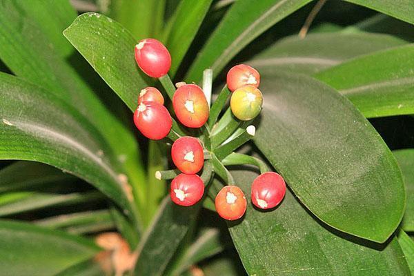 Formation des baies après la floraison