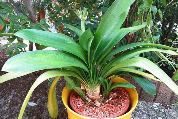 El trasplante de clivia se realiza mejor en una maceta de plástico.